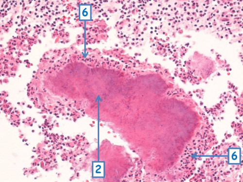 Mikroskopie - Histologie 2 nummeriert