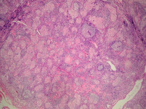 Mikroskopie - Histologie