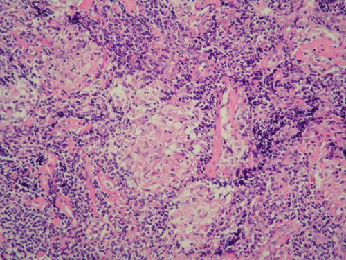 Mikroskopie - Histologie