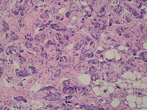 Mikroskopie - Histologie