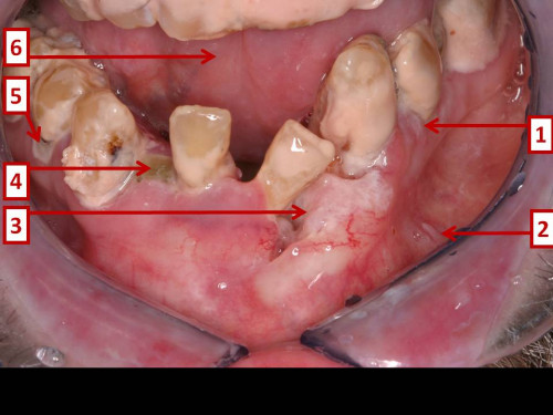 Makroskopie - Bild 2